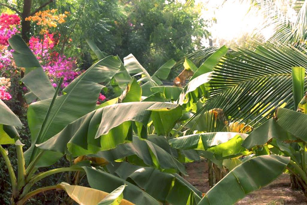 Lampsar Lodge Ndiongo Bagian luar foto